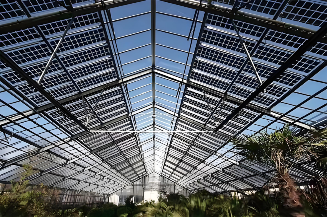 农业光伏新突破：这种光伏组件让生菜增产400%！